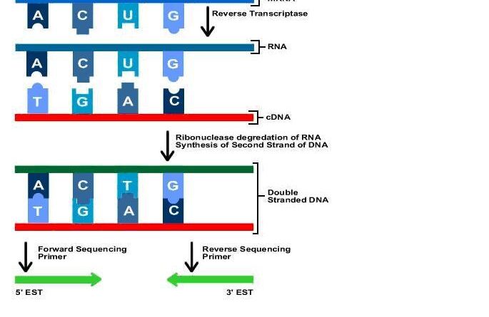 Czy można przewidzieć długość życia na podstawie DNA?